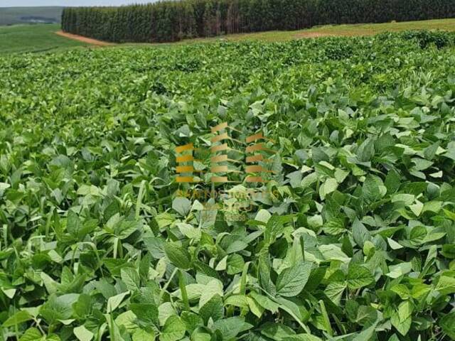 #451 - Fazenda para Venda em Bauru - SP - 3